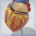 ПНТ-0405 дешевые и высокое качество модель Анатомия сердца человека 
